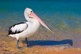 Pelican, Monkey Mia, Western Australia